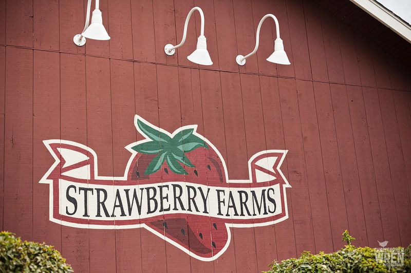 Strawberry Farms Wedding Photographer Orange County Wedding Photographer